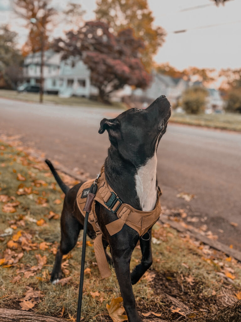 About Rocky-Dog-Picture
